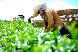 Việt Nam thu 4.000 tỷ đồng từ xuất khẩu chè 