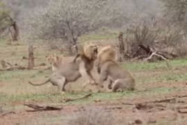 Hai sư tử đực hỗn chiến giành bạn tình và cái kết cực bất ngờ 