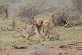 Hai sư tử đực hỗn chiến giành bạn tình và cái kết cực bất ngờ 
