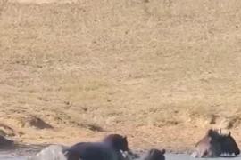 Cá sấu hung hăng tấn công linh dương đầu bò, hã mã lập tức cứu nguy 