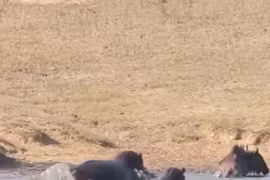 Cá sấu hung hăng tấn công linh dương đầu bò, hã mã lập tức cứu nguy 