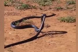 Kinh hoàng cảnh rắn đen kéo lê đồng loạt vào bụi cây để ăn thịt