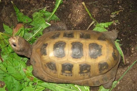 Người dân Hà Tĩnh phát hiện rùa núi vàng quý hiếm