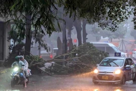 Hà Nội đón cơn mưa đầu của siêu bão, cây gãy đè chết người
