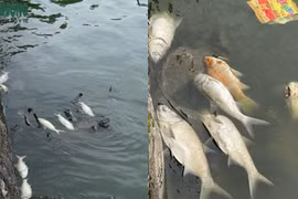 Cá chết nổi lềnh bềnh bốc mùi hôi thối ở Hồ Tây