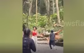 Cây xanh bật gốc đè trúng hai du khách ở rừng khỉ