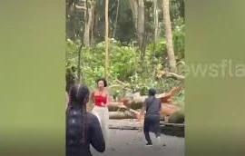 Cây xanh bật gốc đè trúng hai du khách ở rừng khỉ