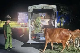 Công an nửa đêm đi tìm 2 con bò cho người dân
