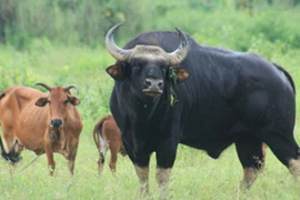 Ly kỳ "chuyện tình" bò tót và bò nhà tại Phước Bình