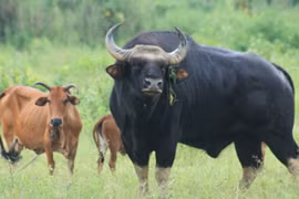 Ly kỳ "chuyện tình" bò tót và bò nhà tại Phước Bình