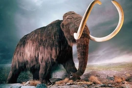 Con người săn voi từ… 500.000 năm trước