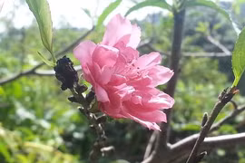 Lạng Sơn: Kỳ lạ hoa đào nở bung giữa... mùa thu