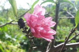Lạng Sơn: Kỳ lạ hoa đào nở bung giữa... mùa thu