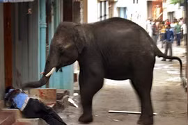 Voi 2 tấn phá rào điện quật chết cụ ông