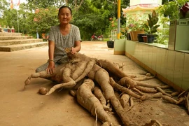 Nóng: "Khai quật" bụi củ mì khổng lồ ở Tây Ninh