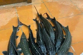 Cá tầm siêu rẻ trên chợ mạng