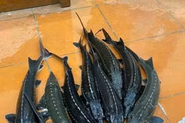 Cá tầm siêu rẻ trên chợ mạng