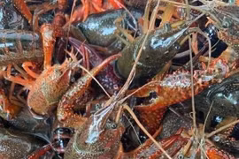 Tôm hùm đất được rao bán tràn lan trên mạng 