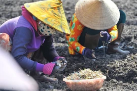 Củ kiệu ở miền Tây được giá