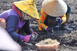 Củ kiệu ở miền Tây được giá