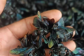 Cảnh giác với chiêu trò thu mua ong bầu của thương lái