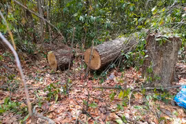 Bà Rịa - Vũng Tàu: Phát hiện vụ khai thác gỗ sến trái phép