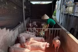 Giá heo hơi ở nhiều địa phương tăng nóng