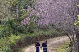 Về Măng Đen ngắm mai anh đào khoe sắc