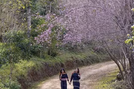 Về Măng Đen ngắm mai anh đào khoe sắc