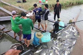 Giá cá tra giảm từ 2.000 - 4.000 đồng mỗi kg