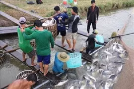 Giá cá tra giảm từ 2.000 - 4.000 đồng mỗi kg