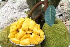 Mít Thái tăng giá hơn 10.000 đồng/kg