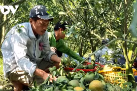 Trà Vinh: Giá cam sành tăng nhẹ, lo cung vượt cầu trở lại