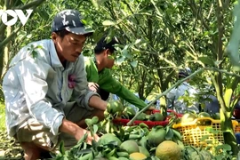 Trà Vinh: Giá cam sành tăng nhẹ, lo cung vượt cầu trở lại