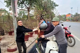 Đào, quất "xả hàng" sớm