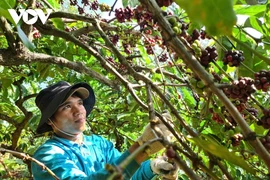 EU siết quy định chống mất rừng, cơ hội hay thách thức?