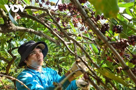 EU siết quy định chống mất rừng, cơ hội hay thách thức?