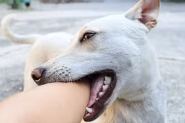 Bé gái 7 tuổi ở Bắc Kạn tử vong nghi bị chó dại cắn