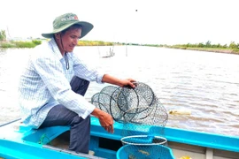 Mỹ dự kiến áp thuế 46%, tôm Cà Mau gặp khó?