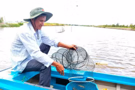 Mỹ dự kiến áp thuế 46%, tôm Cà Mau gặp khó?