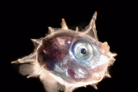 Kỳ lạ loài cá 'vô tri' nhất đại dương, tồn tại 45 triệu năm