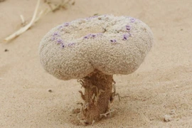 Nấm lạ bất ngờ trồi lên giữa sa mạc, sự thật khiến ai cũng giật mình 