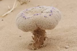 Nấm lạ bất ngờ trồi lên giữa sa mạc, sự thật khiến ai cũng giật mình 