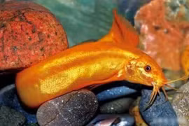 'Chạch lai cá vàng' cực quý, 9x nuôi thử thu trăm tỉ 