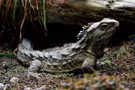 Bí ẩn về loài Tuatara: Chứng nhân sống từ thời khủng long