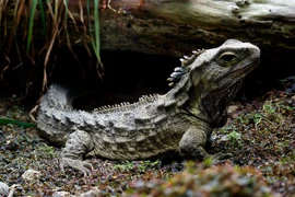 Bí ẩn về loài Tuatara: Chứng nhân sống từ thời khủng long