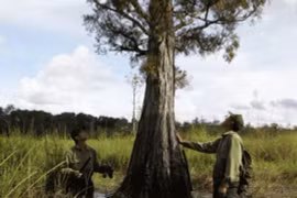 Loại gỗ quý có từ 10 triệu năm, Việt Nam chỉ còn 162 cây