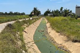 Quảng Ngãi: Ô nhiễm từ các điểm dừng nghỉ, tắm gia súc 