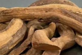 Loài gỗ quý hiếm, giá tiền tỷ, Việt Nam sở hữu 1.000 cây