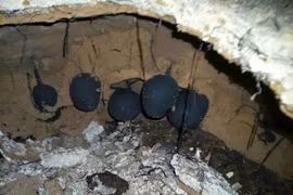 Loài nấm quý hiếm đắt hơn vàng nhưng không ai muốn bán